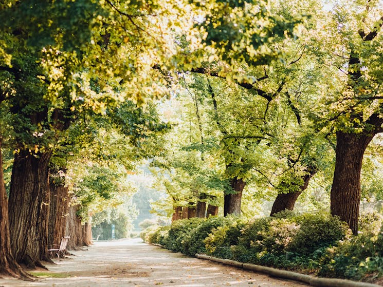 Albury Botanic Gardens Ave. of Elms