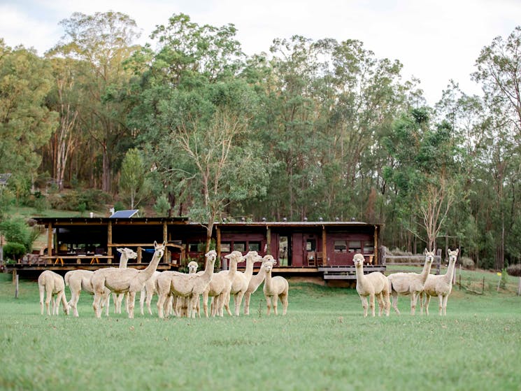 Little Valley Farm