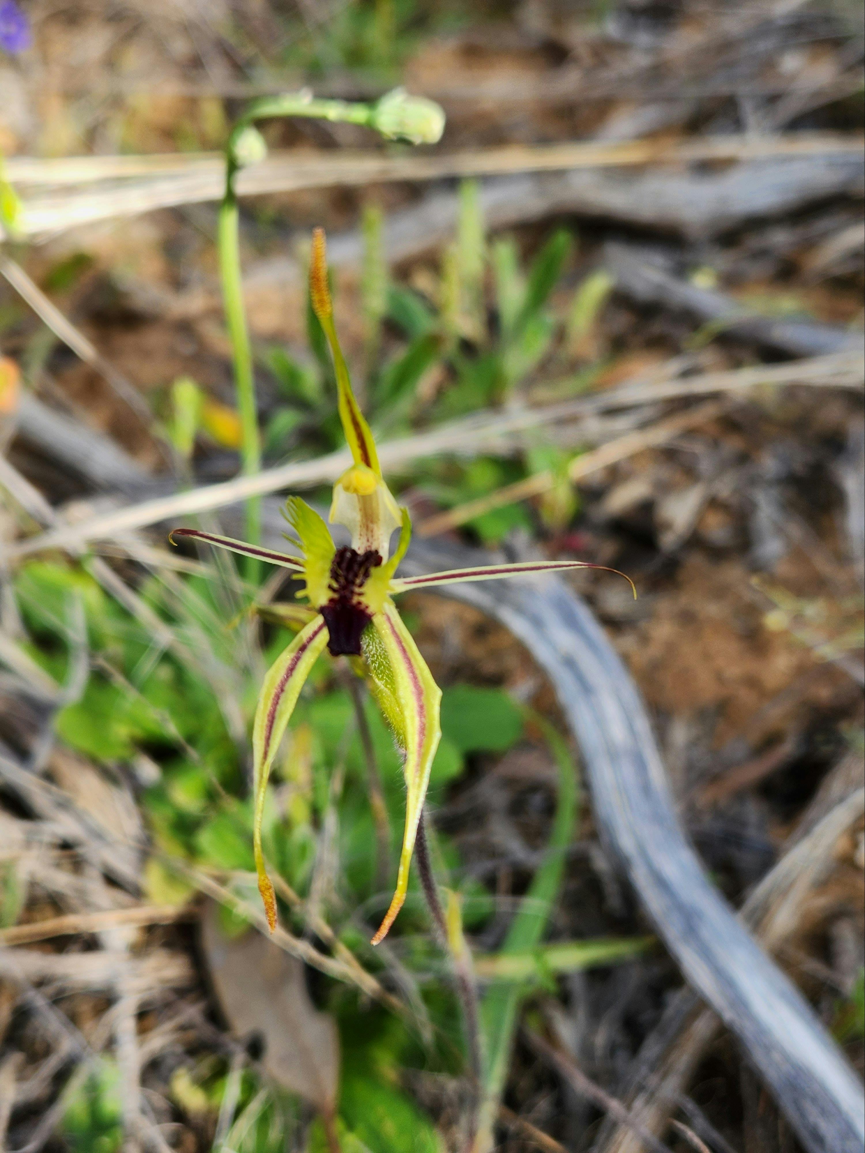 Mallee Spider Orchid