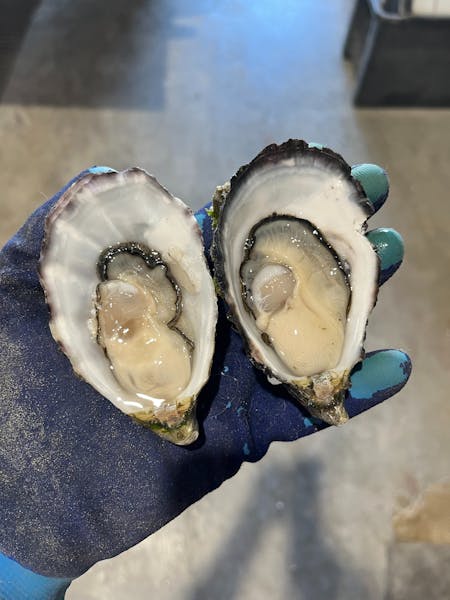 Cape Bauer Oysters