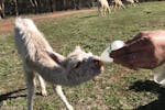 hand feeding Rosie