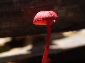 Red fungi in forest