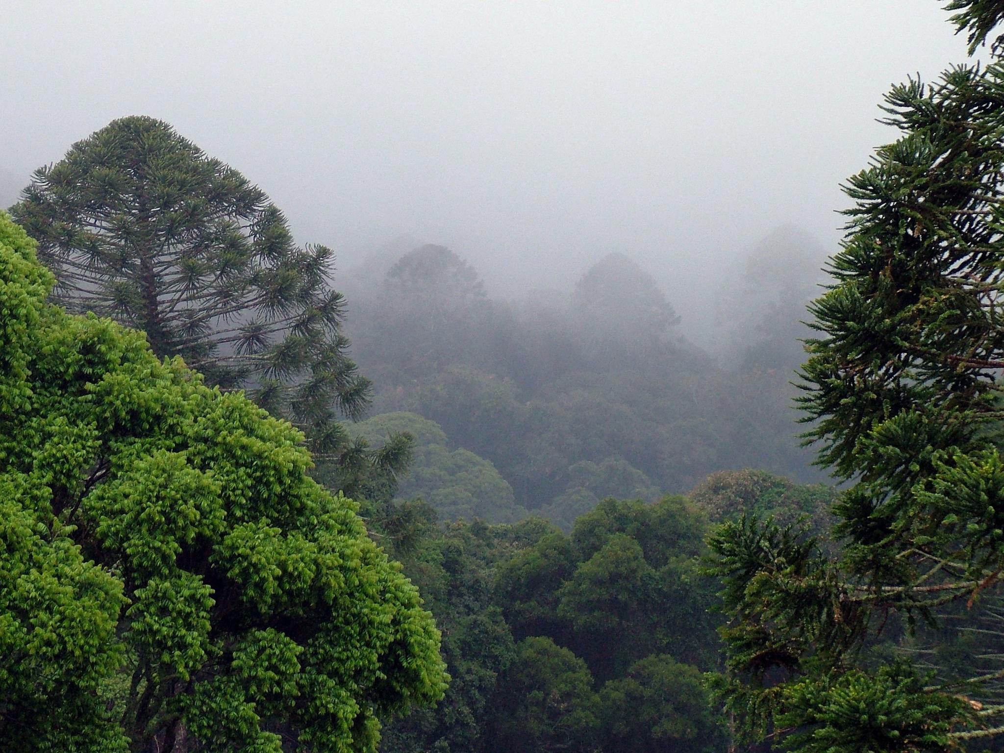 Bunya Mountains Bunya Mountains