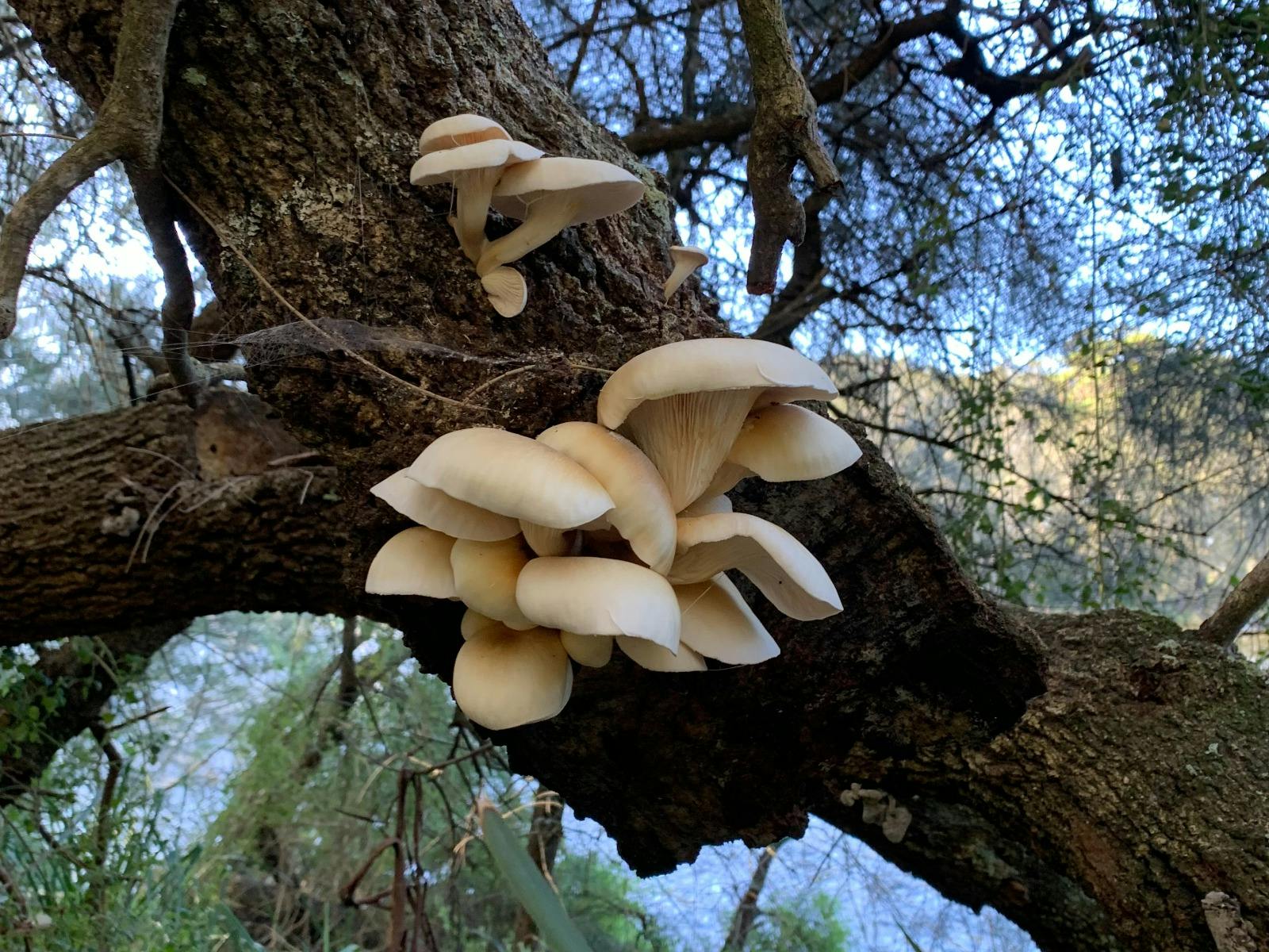 Lake Tabourie Fungi Foray