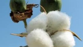 Cotton
