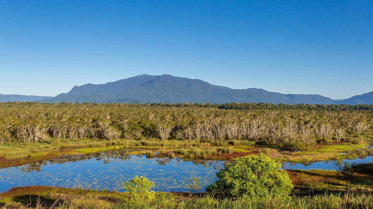 Swamp with outstanding birdlife