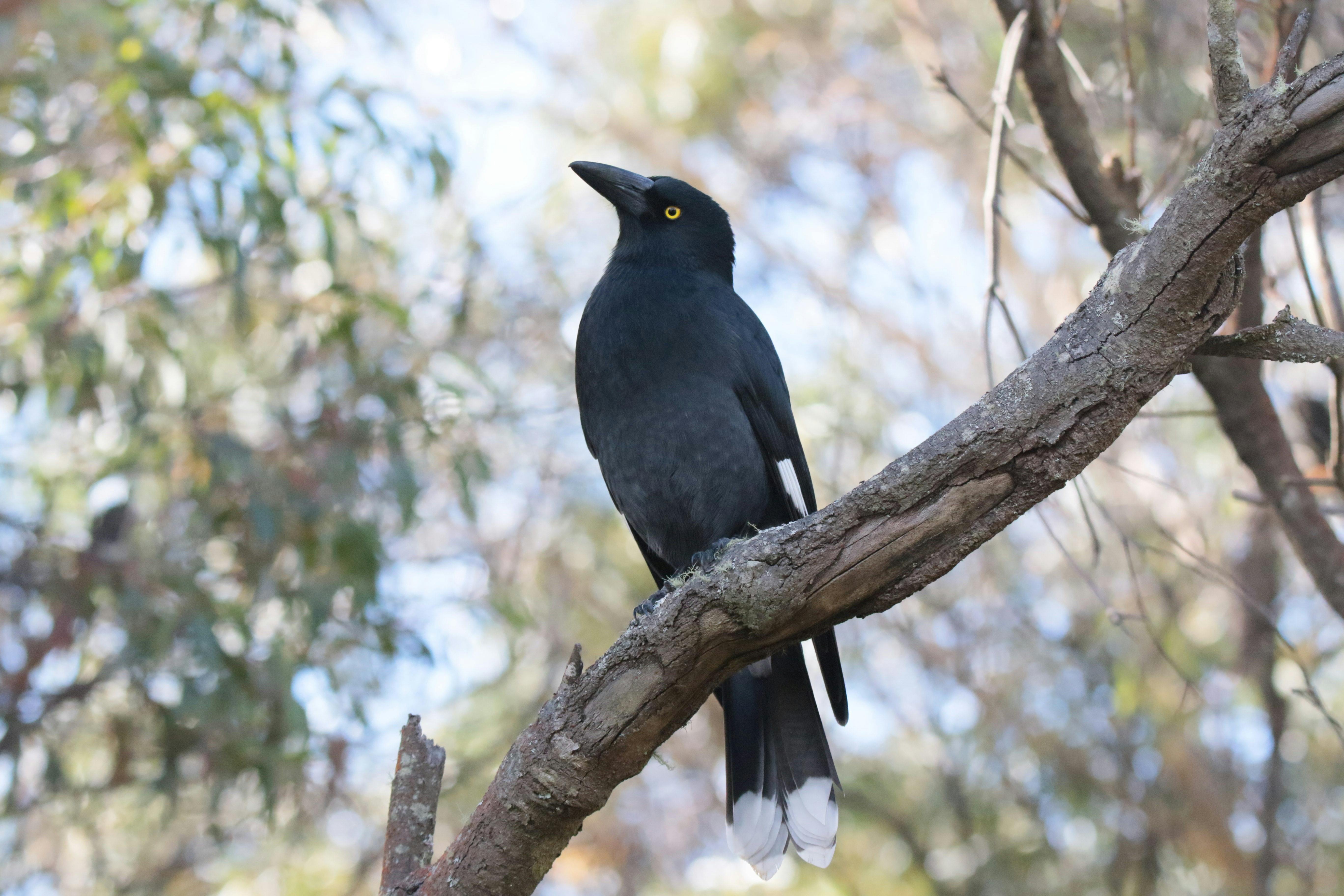 Pied Currawong perching