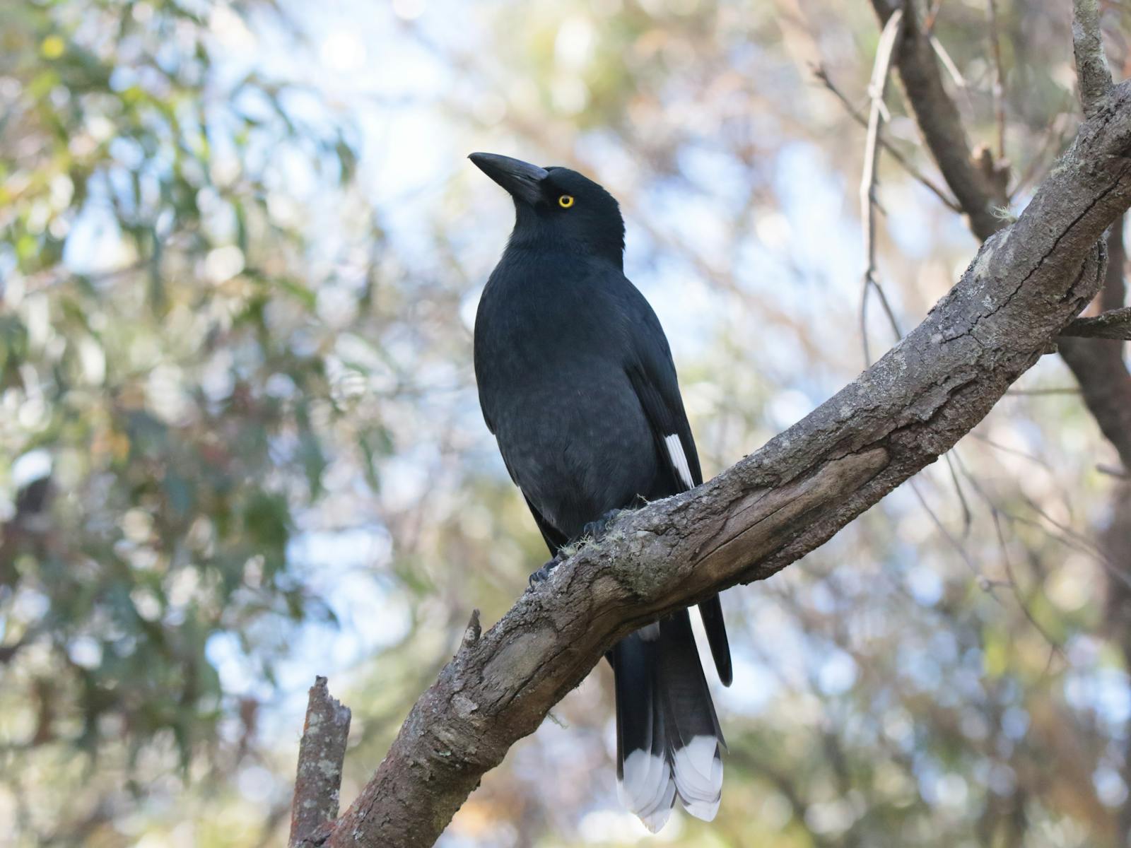Pied Currawong perching