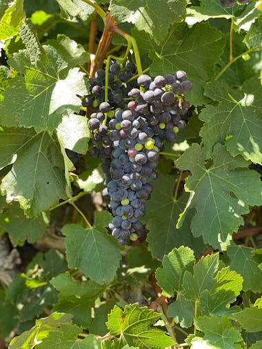 Clare Valley Private or Group Tour