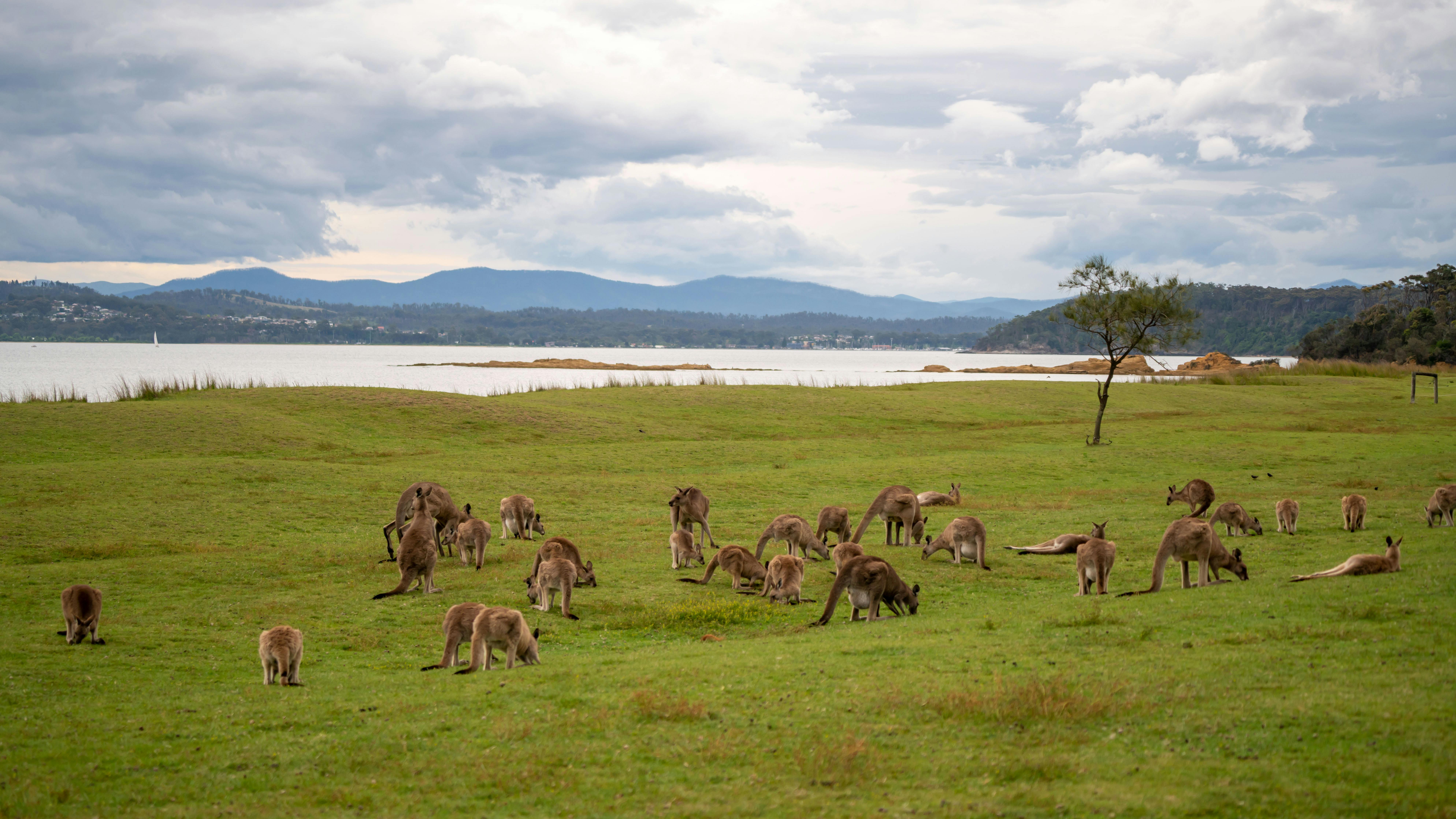 Kangaroos at Maloneys Beach