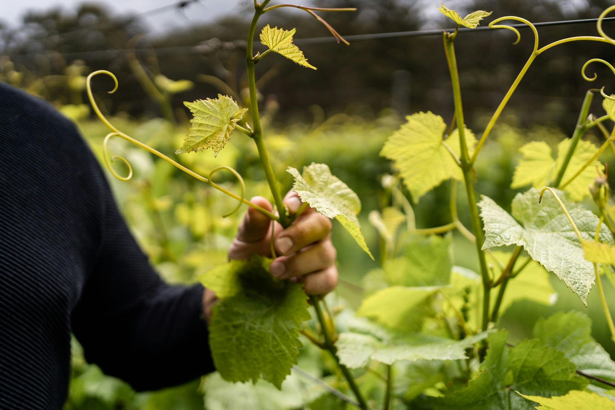 Paul Nelson Wines
