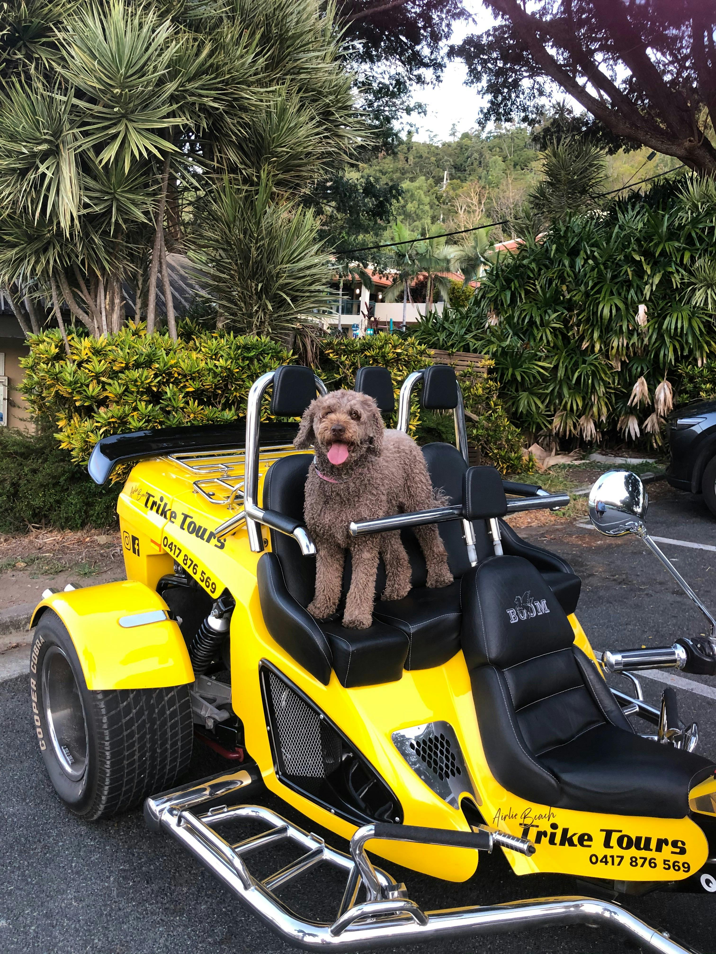 Holidaying with your dog, bring it along for the ride, they love the wind in their ears