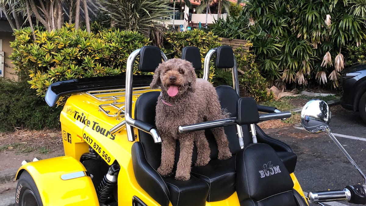 Holidaying with your dog, bring it along for the ride, they love the wind in their ears
