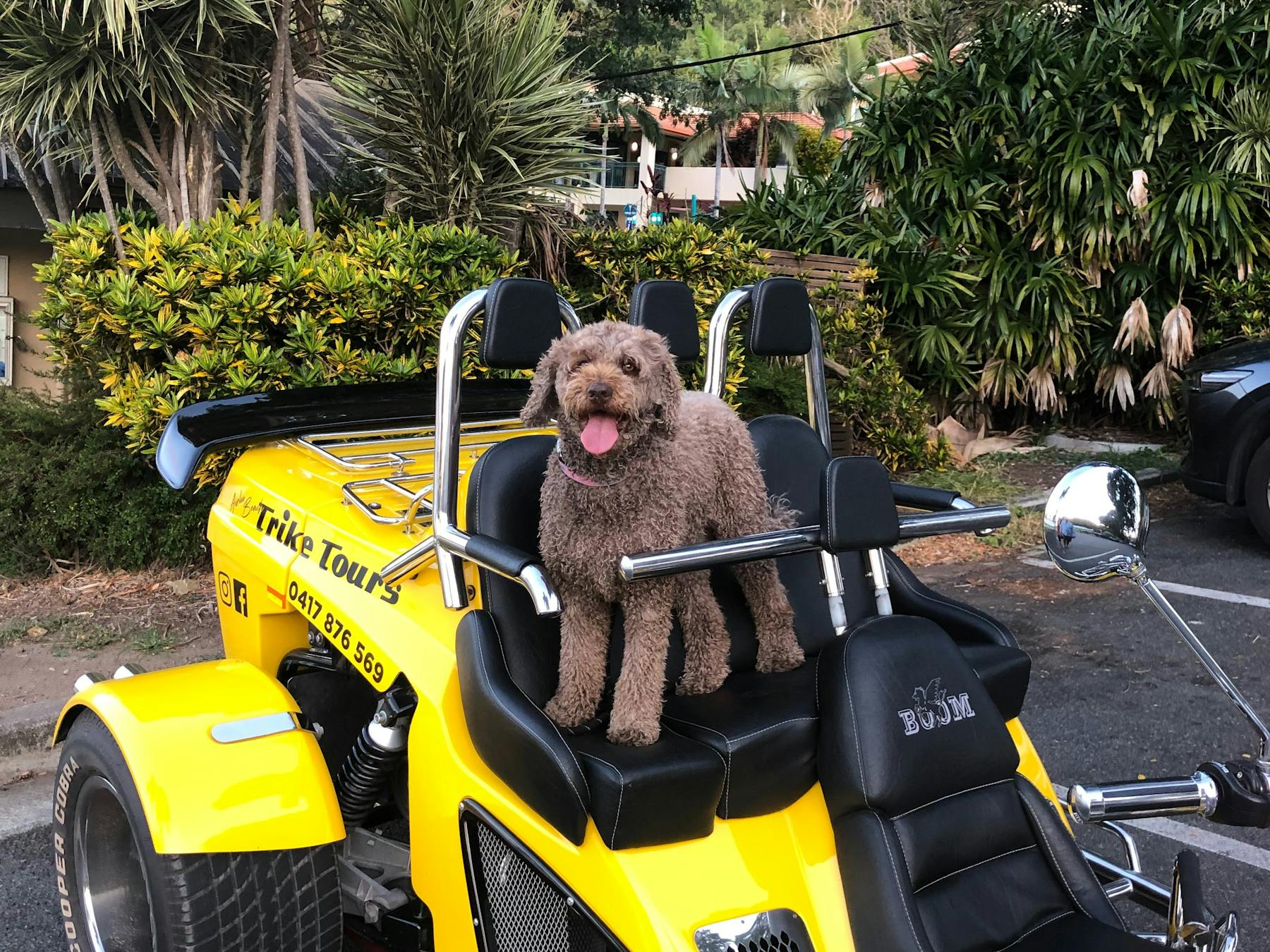 Holidaying with your dog, bring it along for the ride, they love the wind in their ears