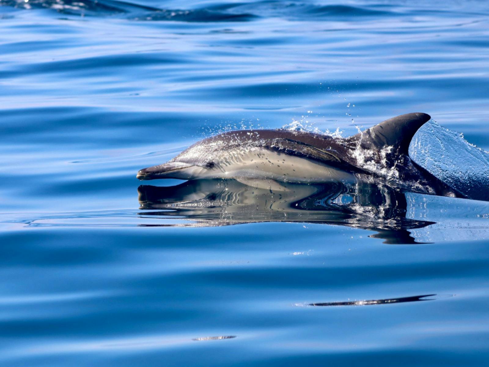 Delfin gleitet durchs Wasser