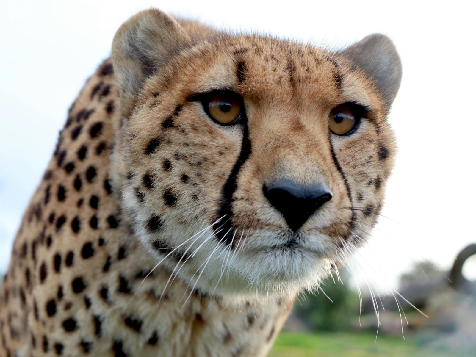 Cheetah