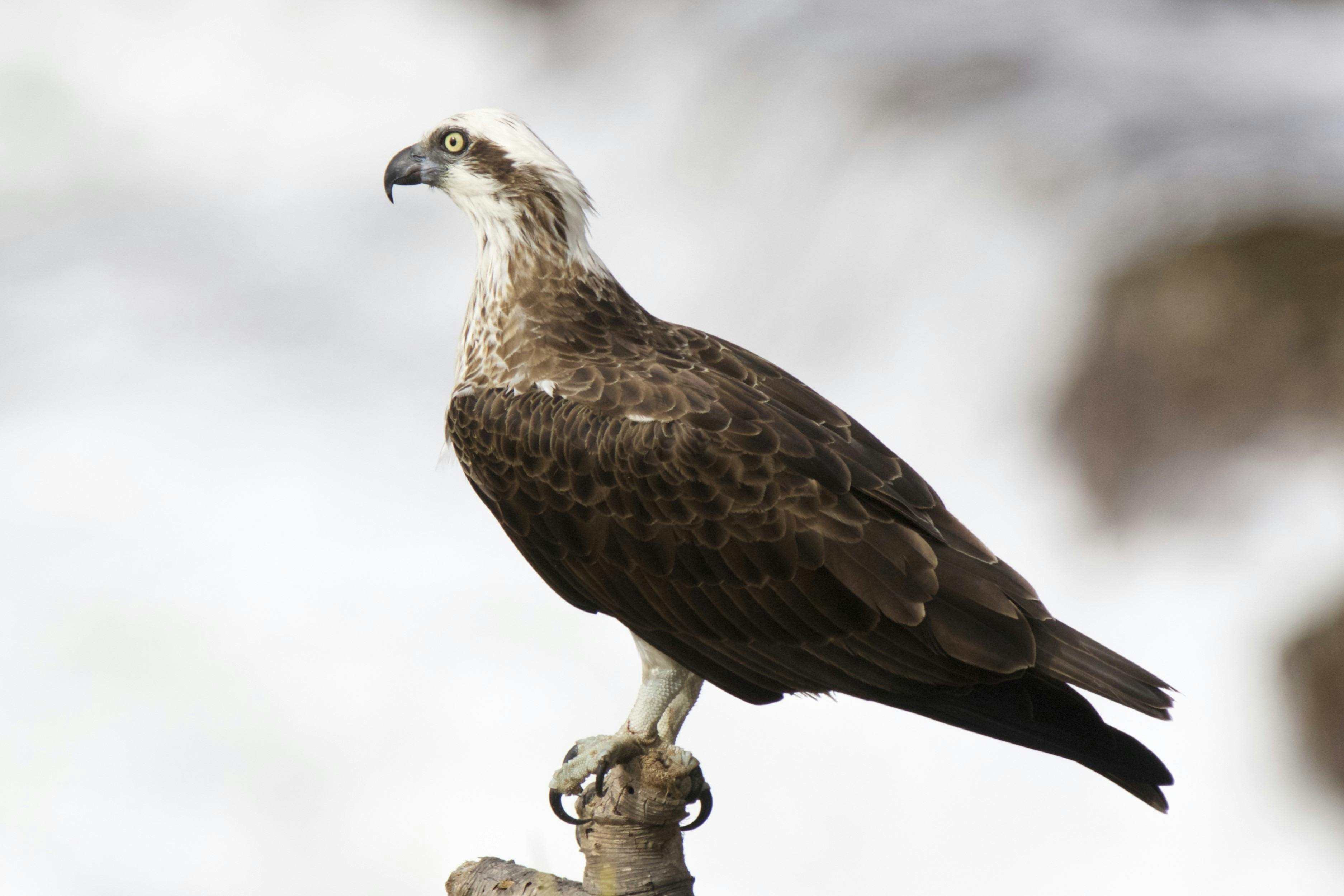 Eastern Osprey perching