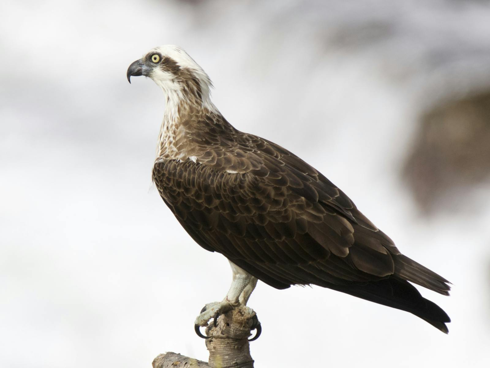 Eastern Osprey perching