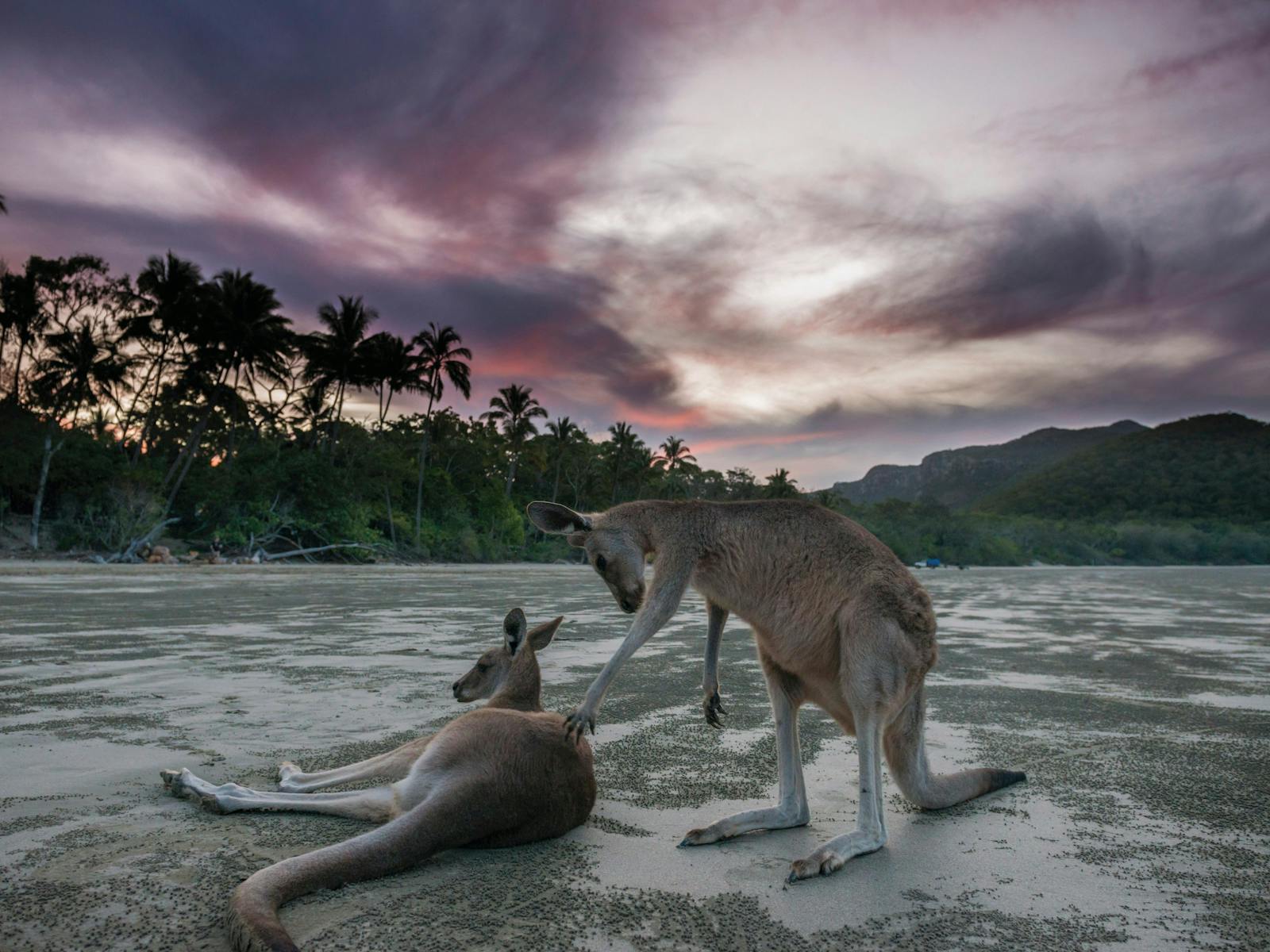 48 hours in Cape Hillsborough and The Hibiscus Coast