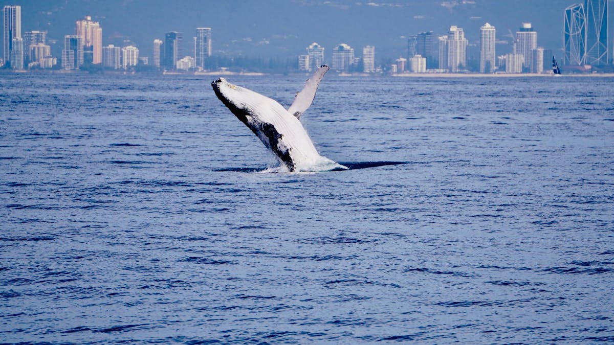 Humpback whale breaching with the Gold Coast skyline in the background