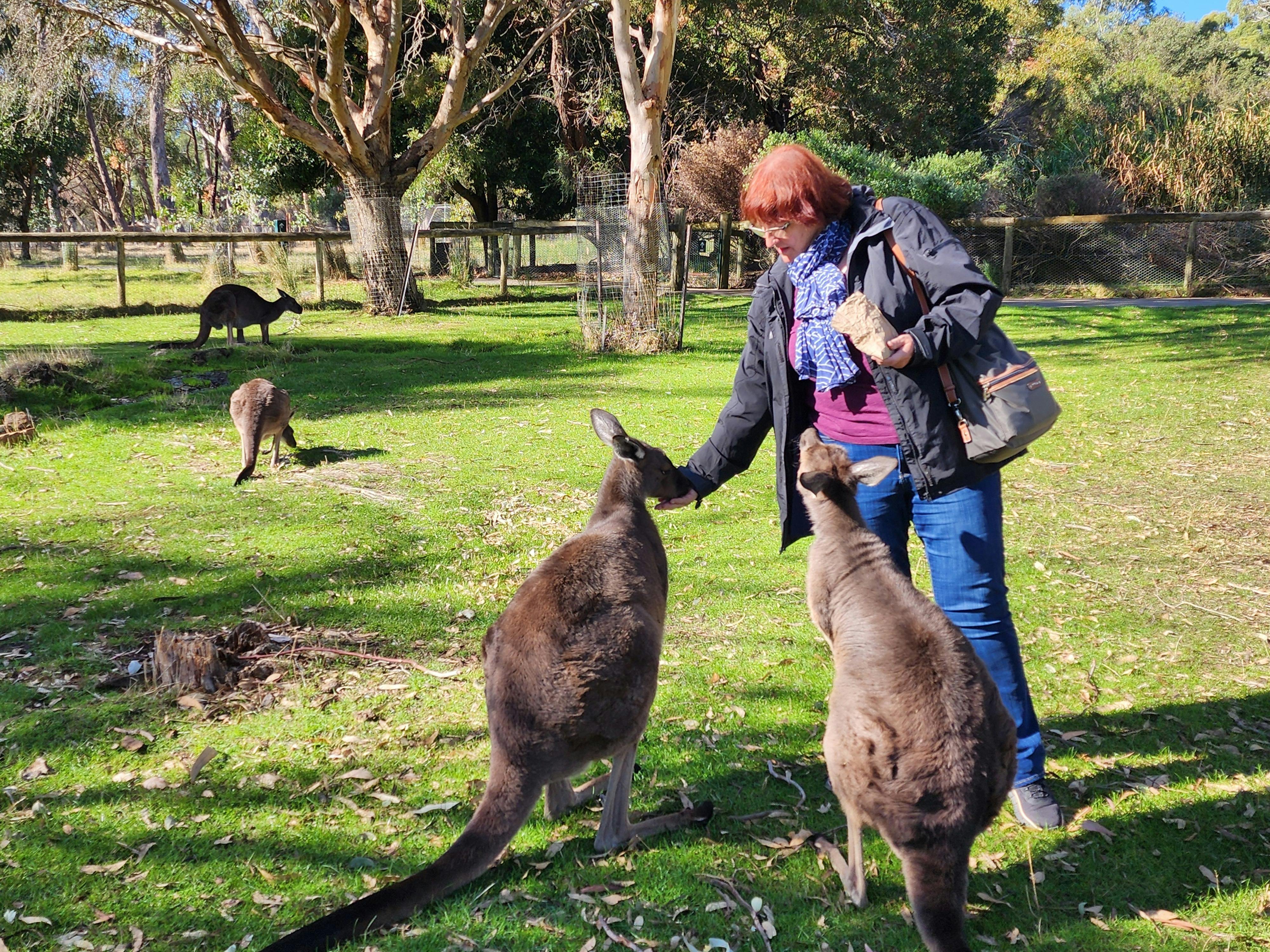Female feeding a kangaroo while another kangaroo is looking and more kangaroos are in the background