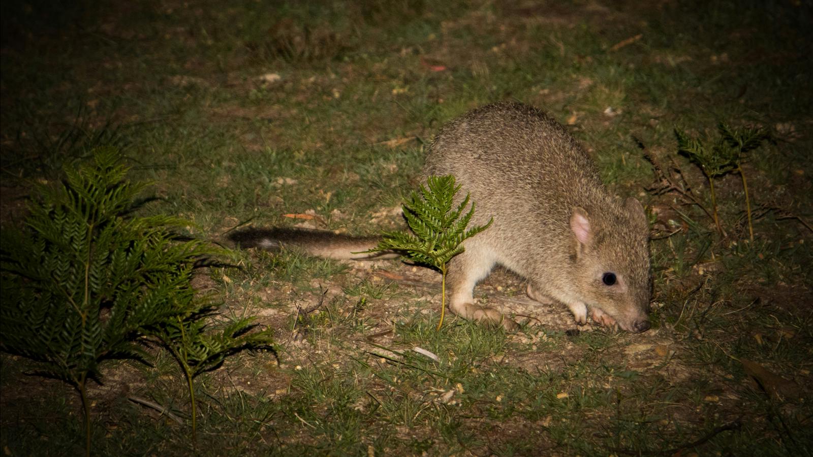 Tasmanian Bettong