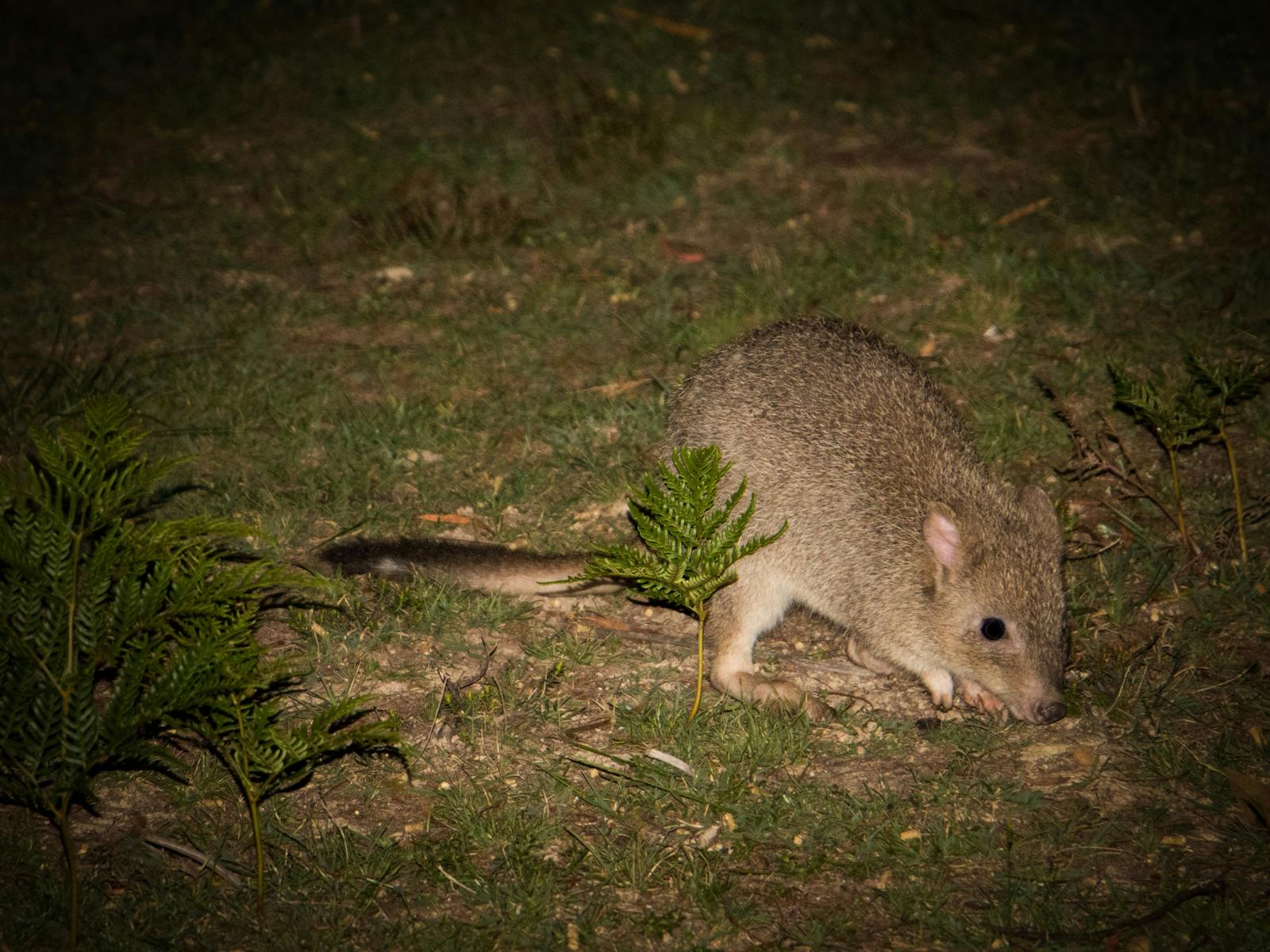 Tasmanian Bettong