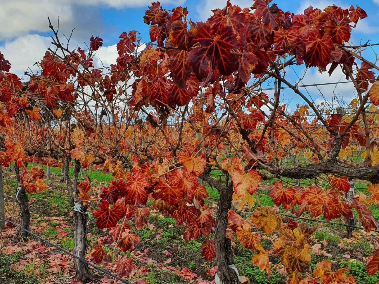 Enjoy the Autumn colours of Kimbolton vineyard