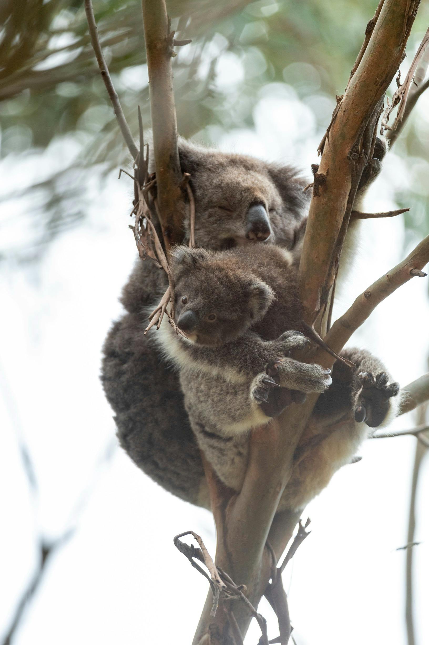 Native Australian Wildlife