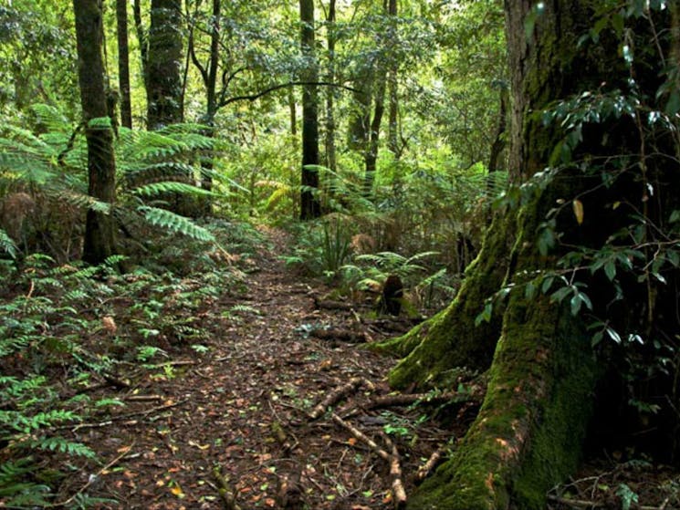 Antarctic Beech Forest walking track