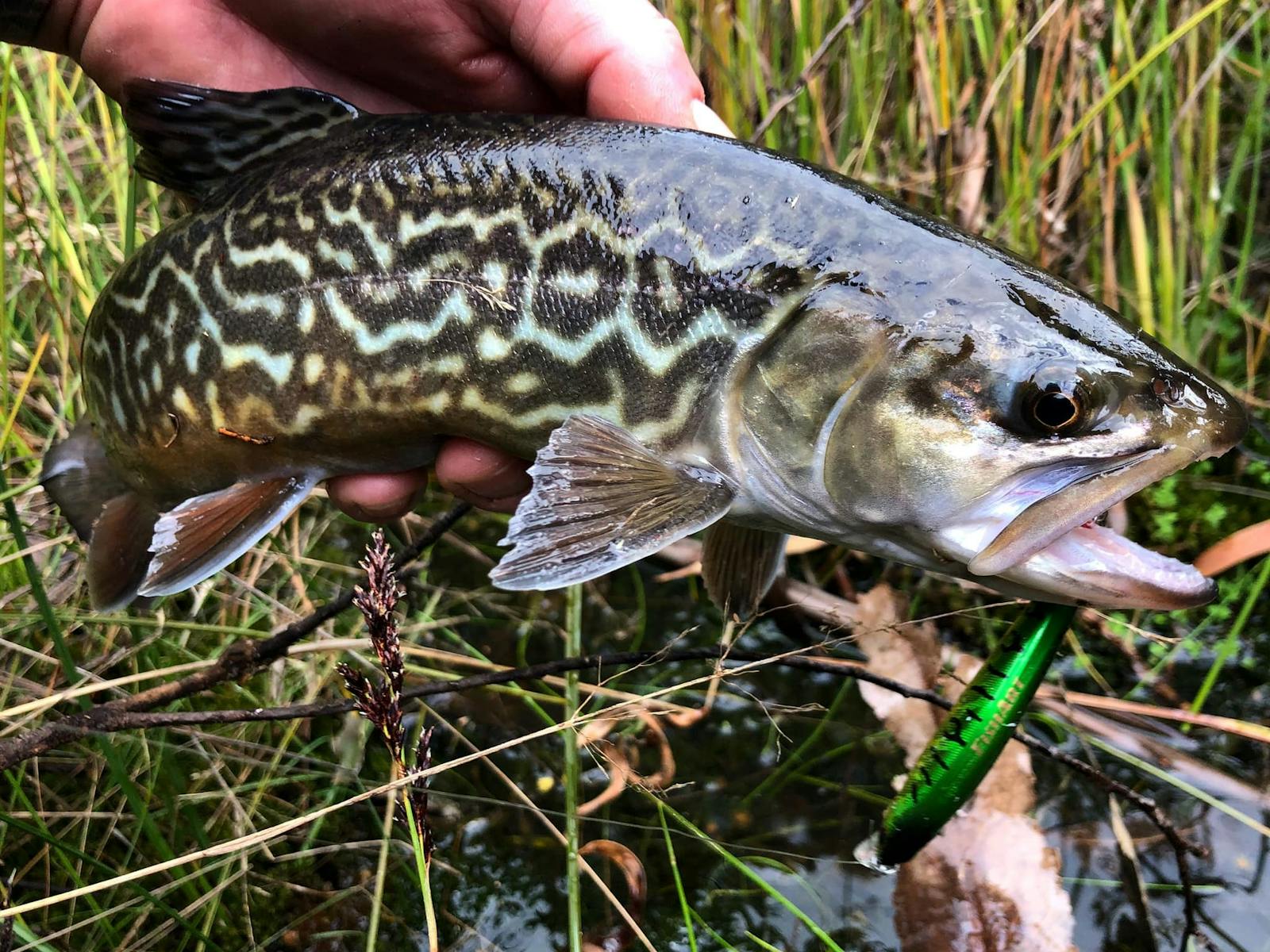 Fishing for Tiger Trout