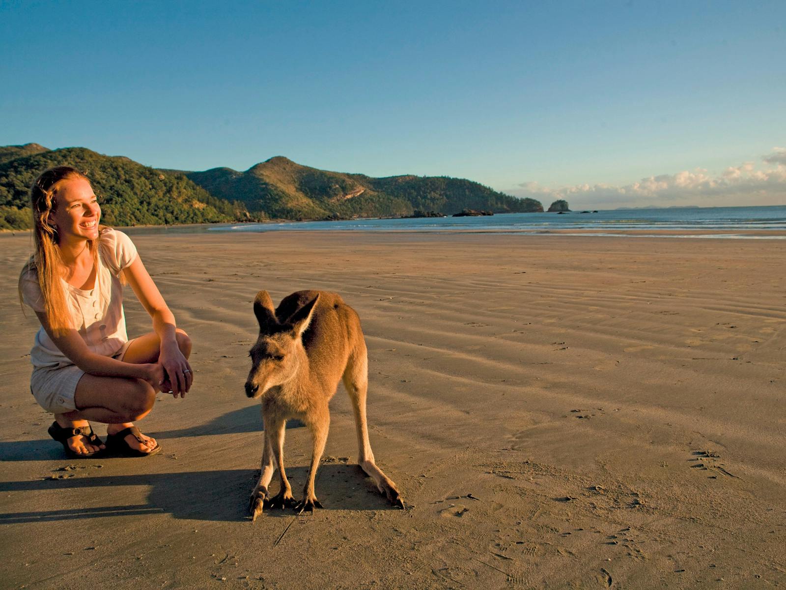 Wallabies on the beach in Cape Hillsborough