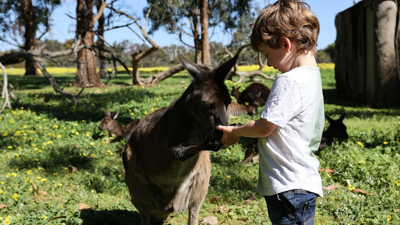 Feed a Kangaroo at Kangaroo Island Wildlife Park