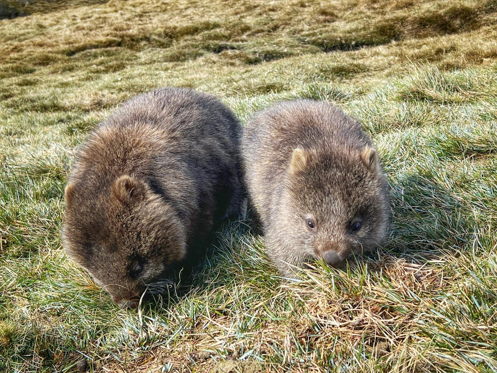 Wombats out and about at Cradle Mountain