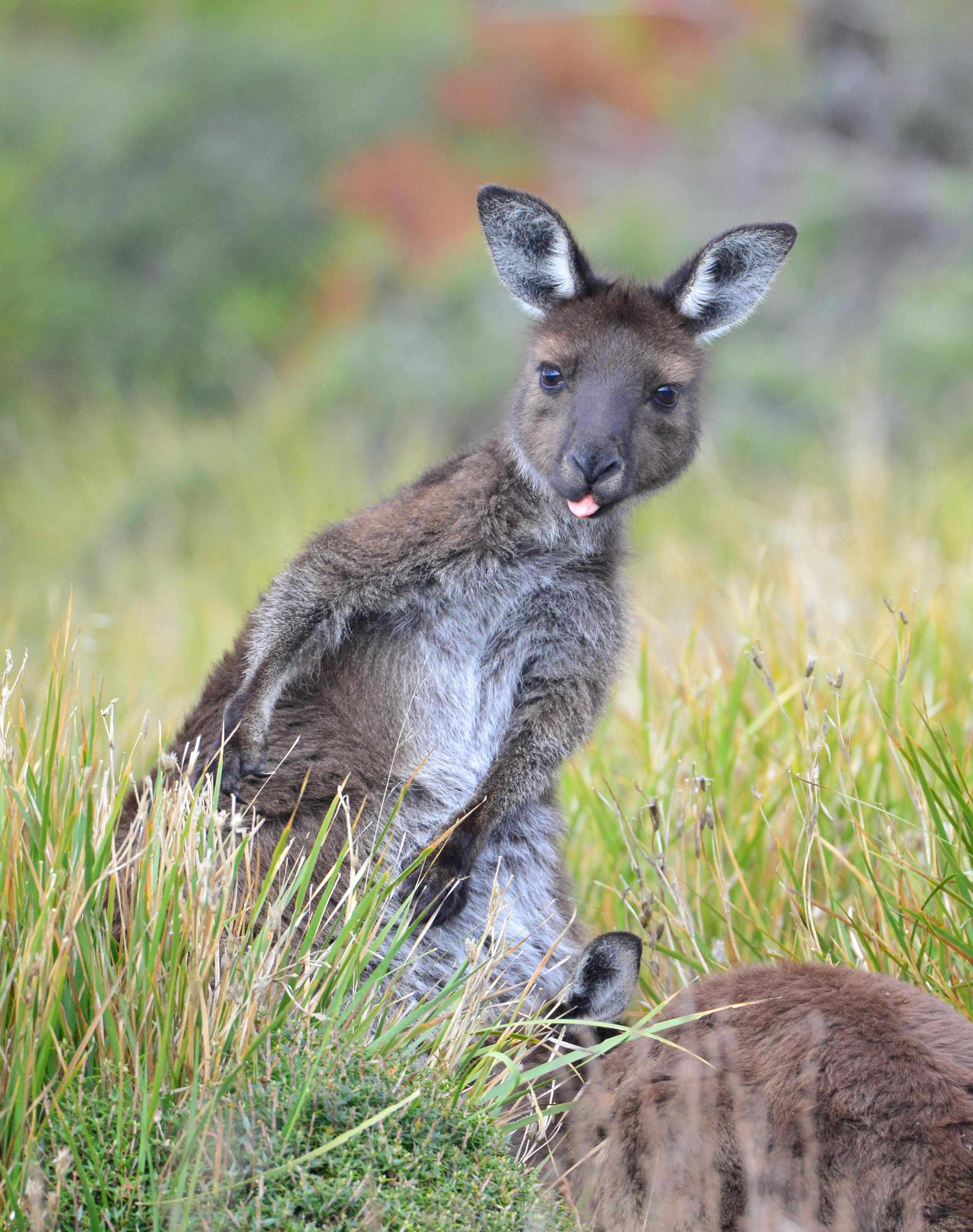 Cheeky kangaroo