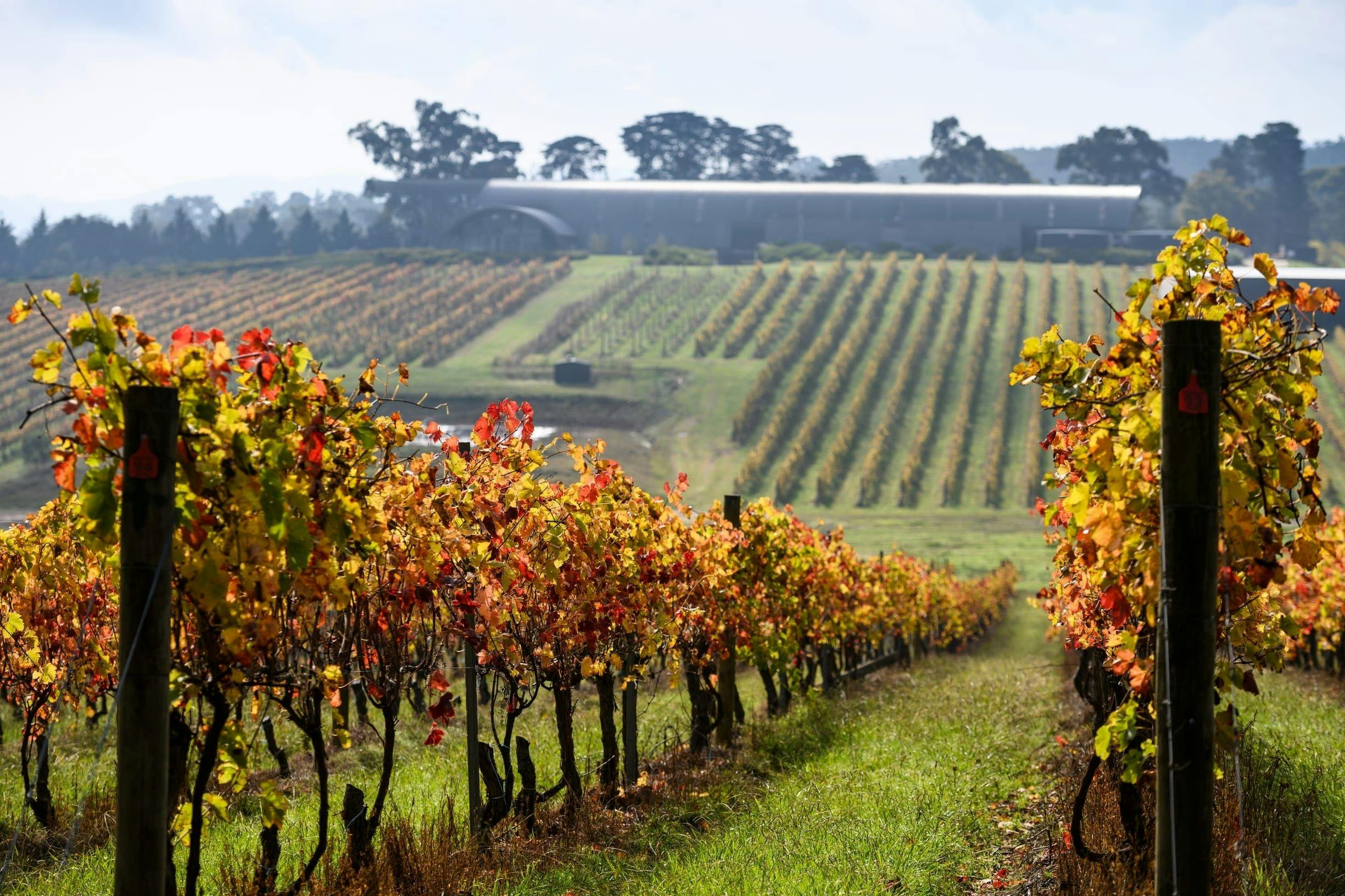 View of the Vines during Autumn
