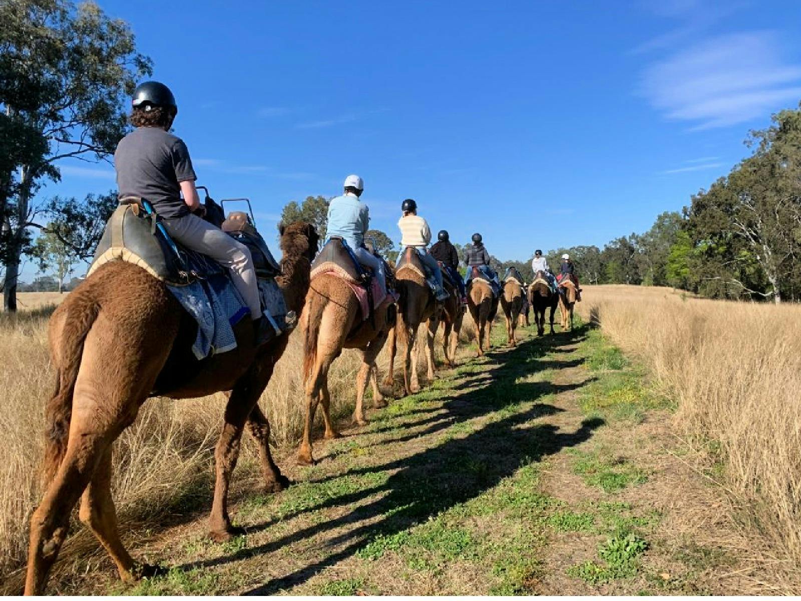 Sunrise Camel Ride