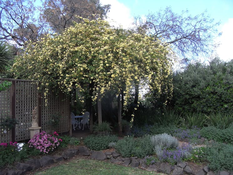 Banksia rose over pergola