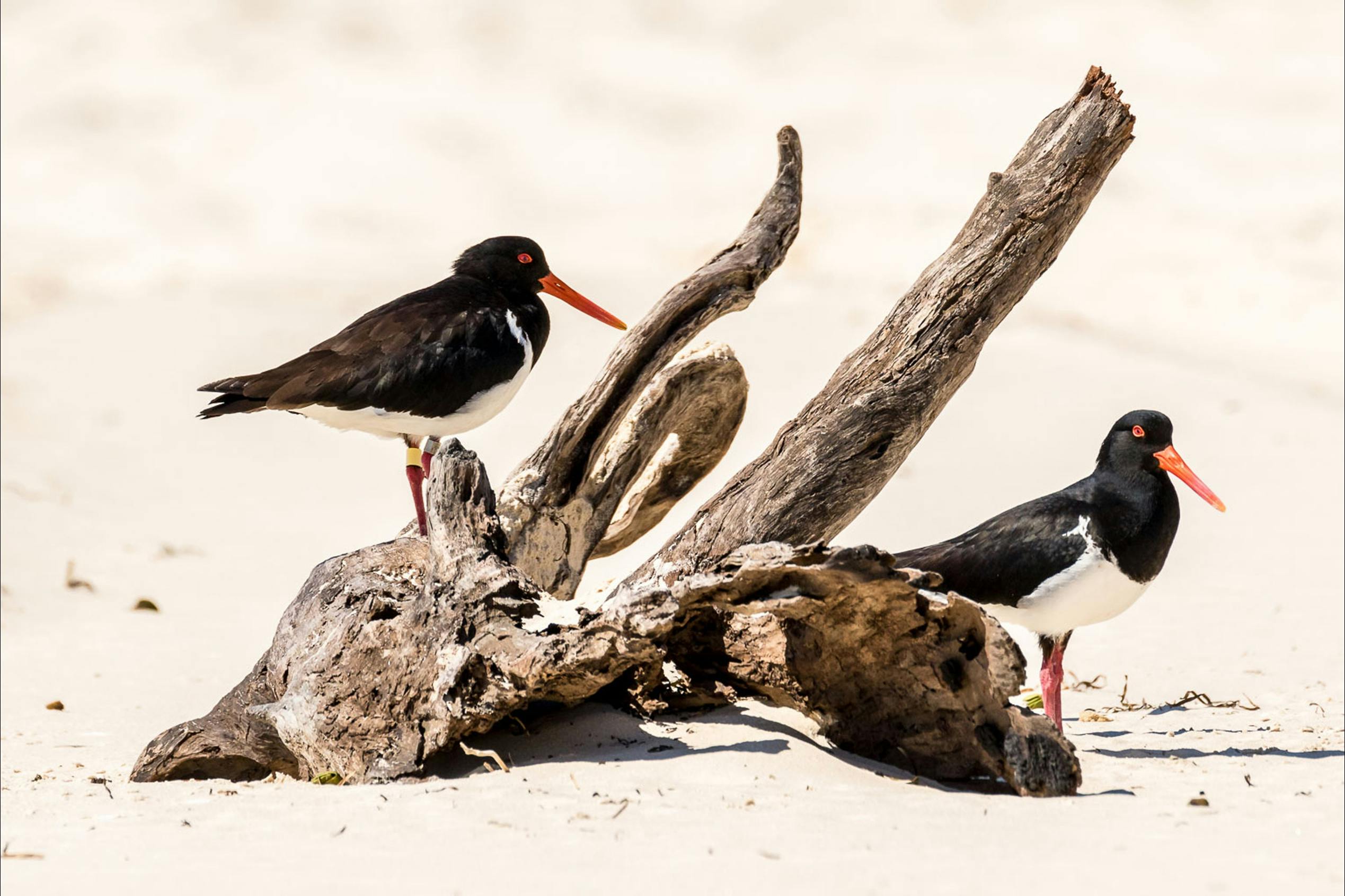 pied oystercatcher
