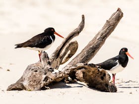 Bribie Island beach pied oystercatcher g'day adventure tours