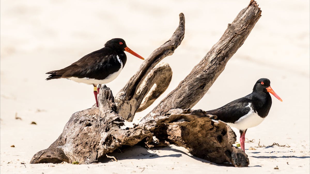 Bribie Island beach pied oystercatcher g'day adventure tours