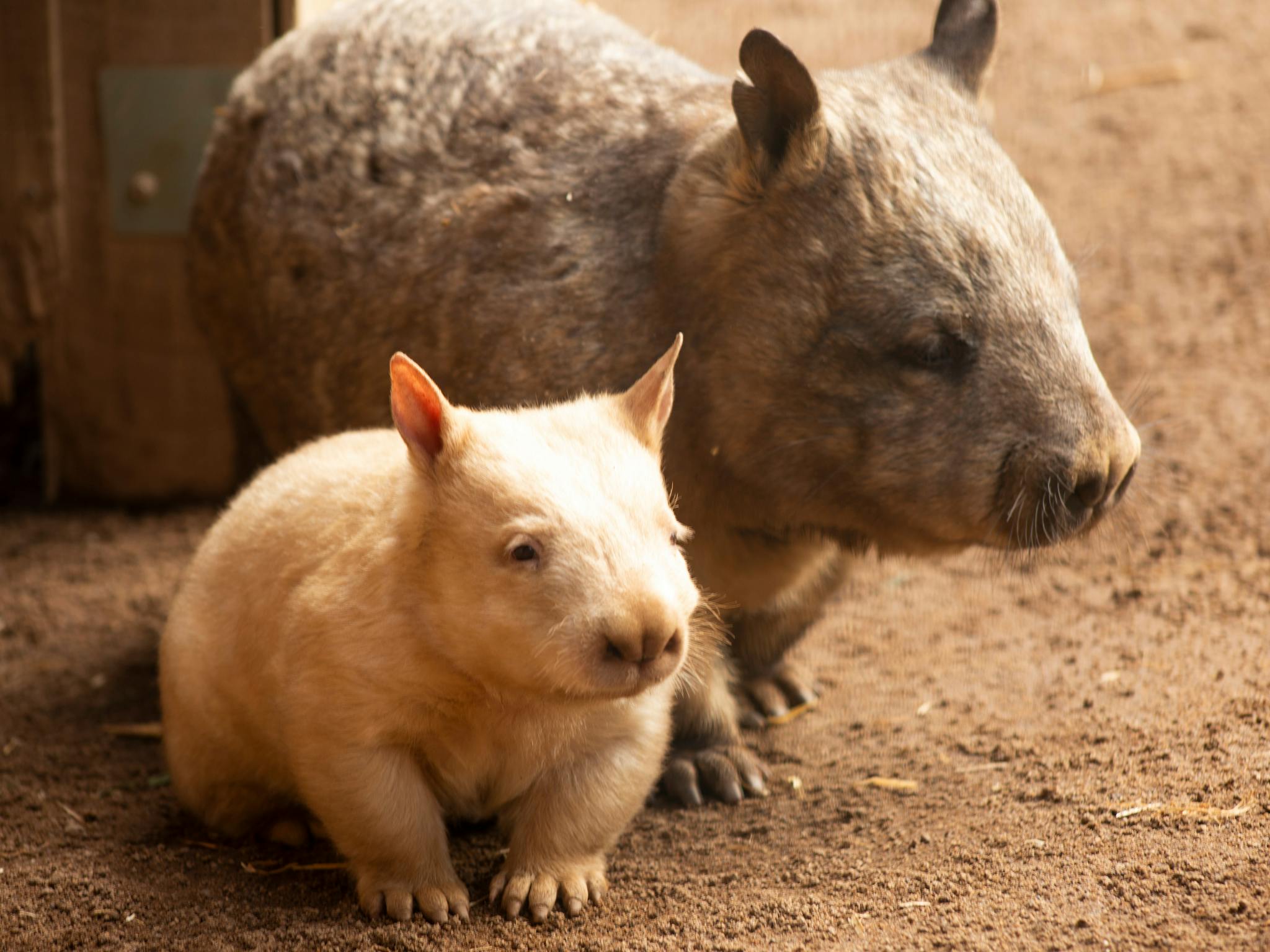 Rare golden baby wombat with mother wombat