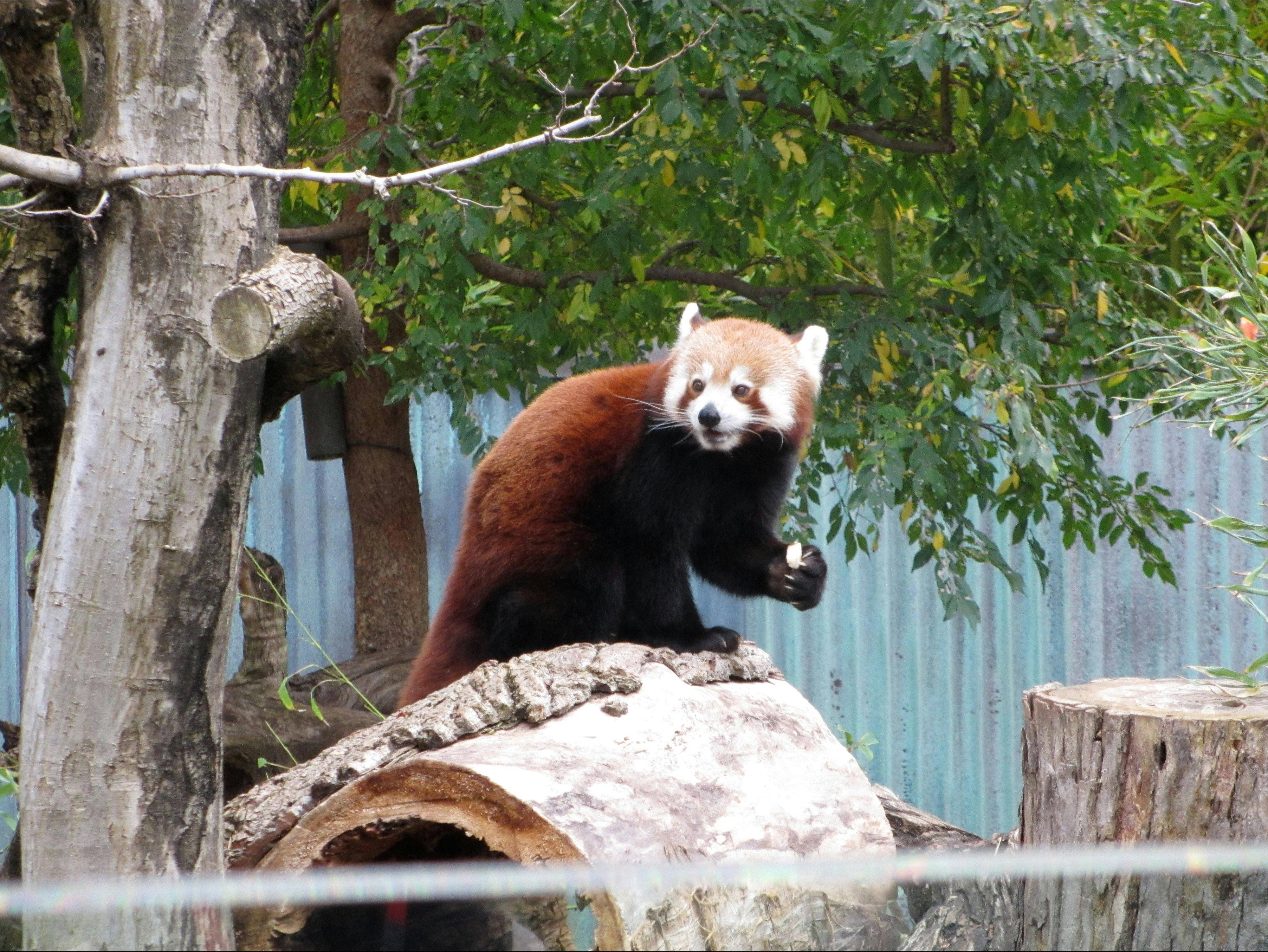 Adelaide Zoo