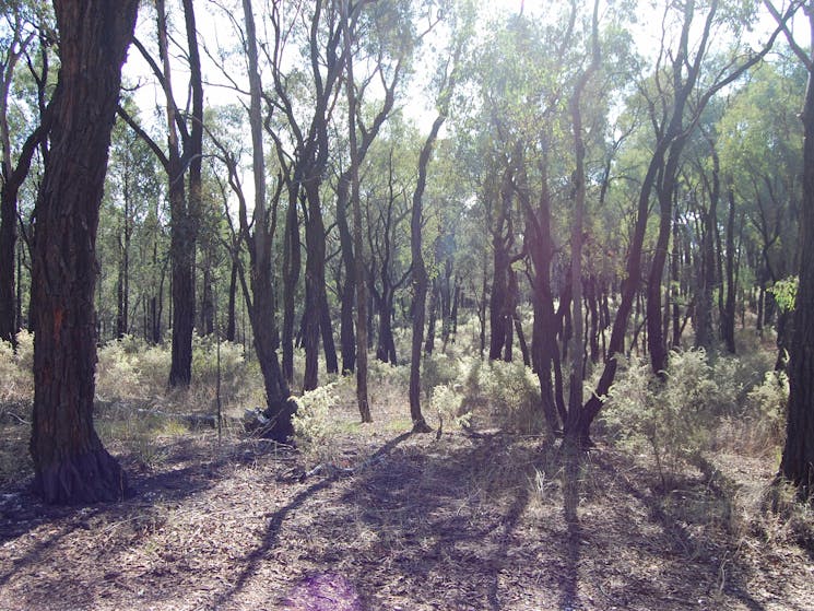 Ironbark forest in Chiltern-Mt Pilot National Park