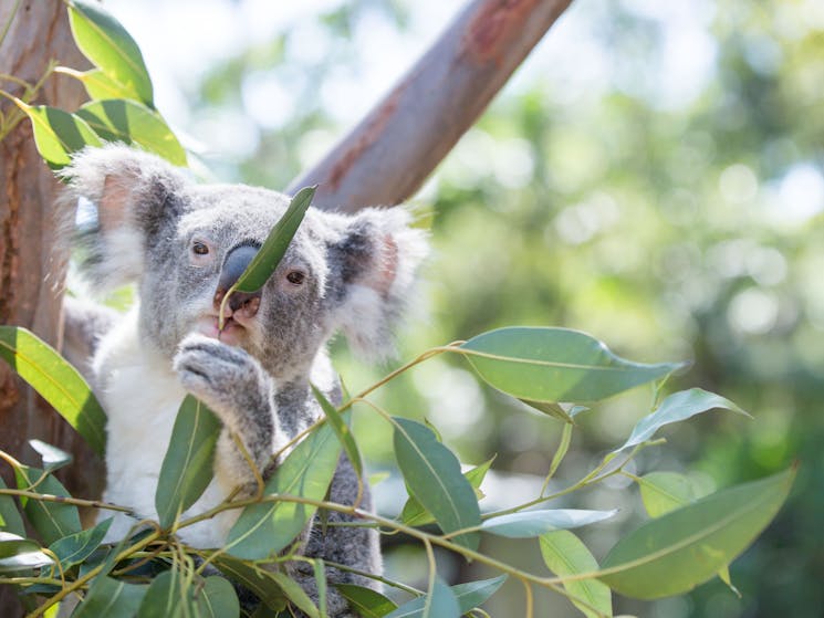 Koala at Featherdale