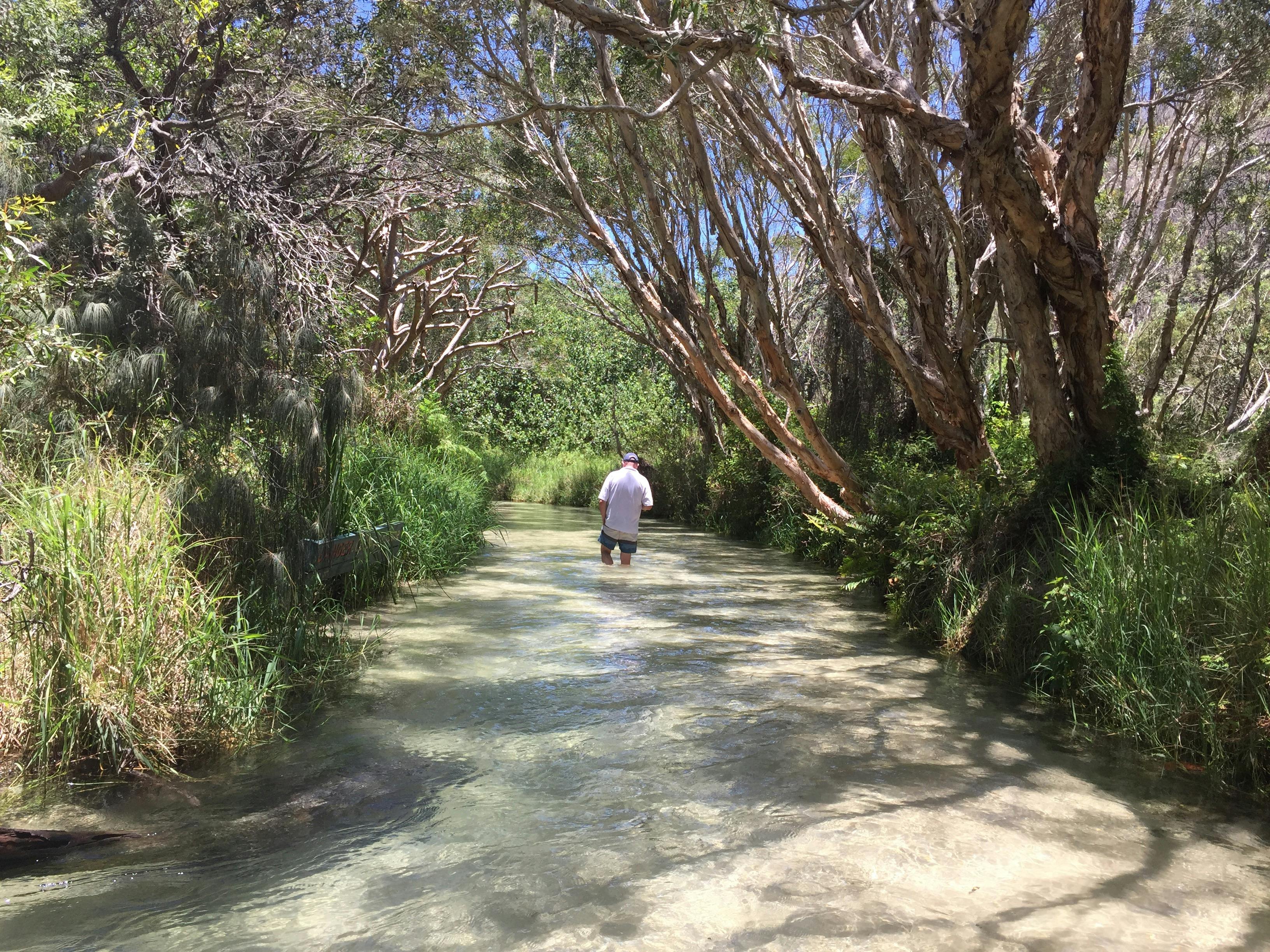 phto showing a man standing in clear fresh water of Eli Creek fringed by trees and bush