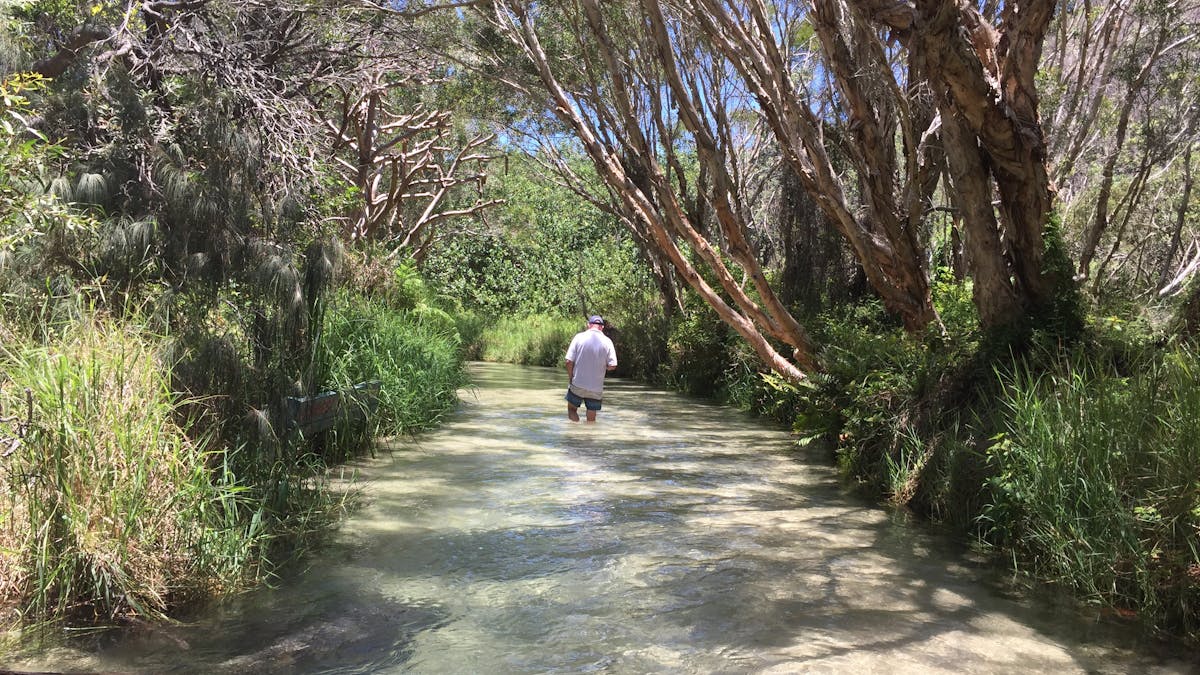 phto showing a man standing in clear fresh water of Eli Creek fringed by trees and bush