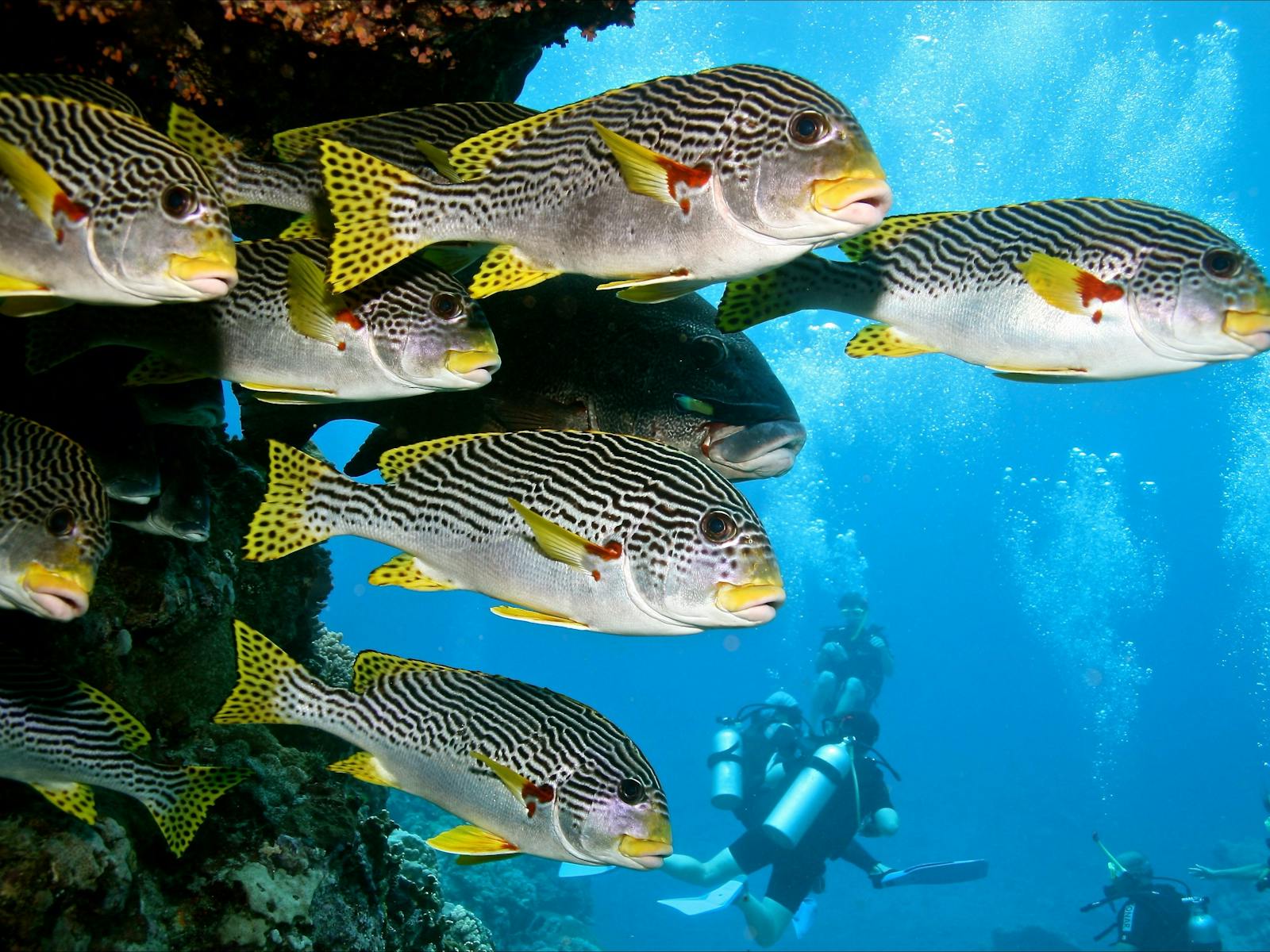 Blue Dive Adventures