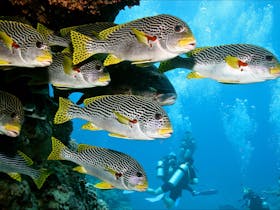 Scuba Diving with sweetlips on the Great Barrier Reef