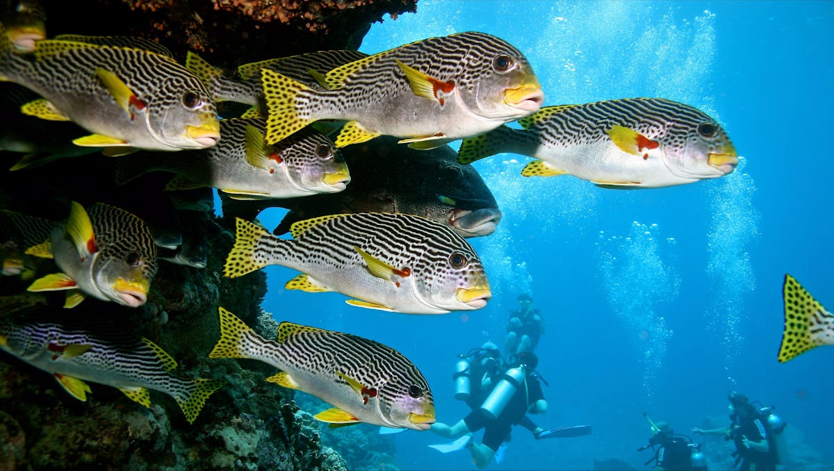 Scuba Diving with sweetlips on the Great Barrier Reef